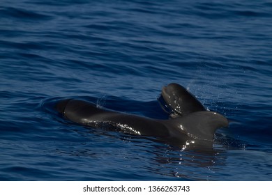 Short Finned Pilot Whale With Calf In Tenerife