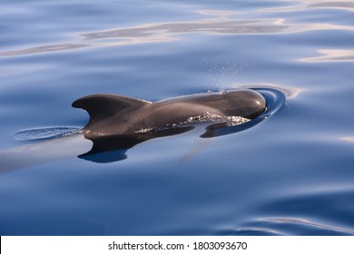 Short Finned Pilot Whale (Globicephala Macrorhynchus) In The Canary Islands During A Whale Watching Trip