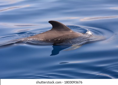 Short Finned Pilot Whale (Globicephala Macrorhynchus) In The Canary Islands During A Whale Watching Trip