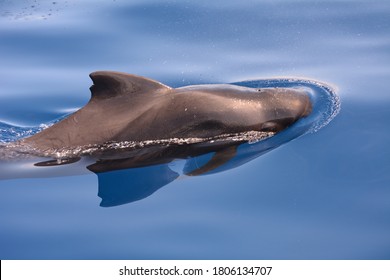 Short Finned Pilot Whale (Globicephala Macrorhynchus) In The Canary Islands During A Whale Watching Trip