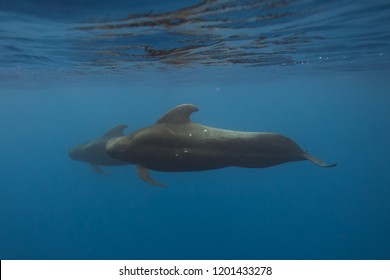 Short Finned Pilot Whales