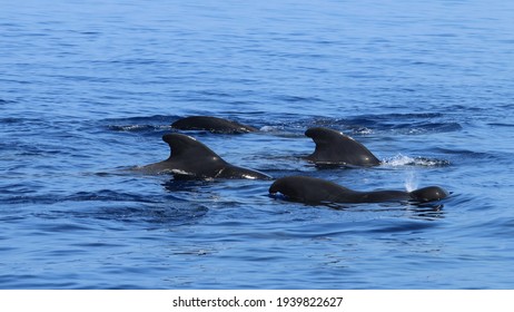 シャチ の画像 写真素材 ベクター画像 Shutterstock