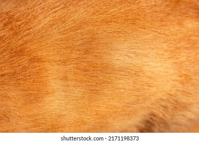 Short Ginger Dog Fur Texture Bg