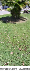 Short Grass Field With Dry Leaf