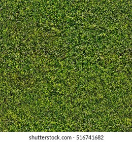 Short Grass Field Texture