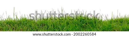Short green grass and reeds isolated on white background with copy space.