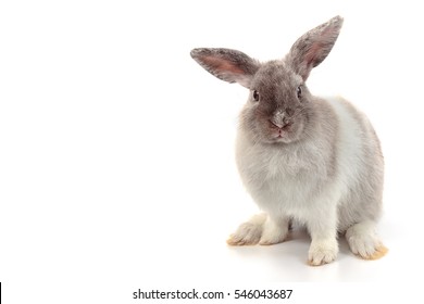 Short hair adorable baby rabbit on white background