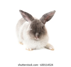 Gray Haired Rabbit Images Stock Photos Vectors Shutterstock