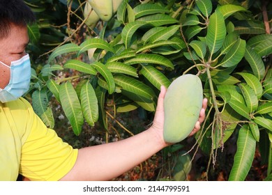 Short Hair Asian Woman Wear A Hygienic Mask To Prevent The Spreading Virus. Holding Mangoes. Relaxing Mood At A Rural House.