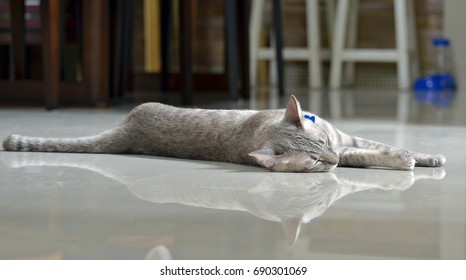 Short Hair Cat Sleeping  Happily 
On The Shiny Floor