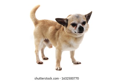 Short Hair Chihuahua Images Stock Photos Vectors Shutterstock