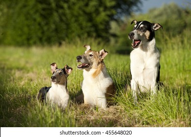 1000 Short Haired Collie Puppy Stock Images Photos Vectors