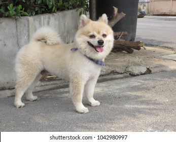 Short Hair Creamcolored Pomeranian Breed Dog Stock Photo Edit Now