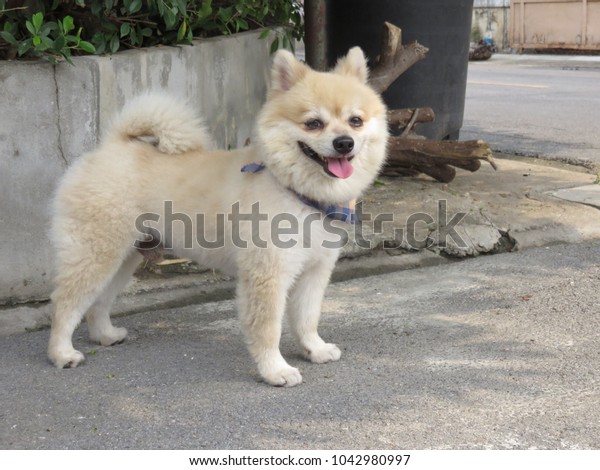 Short Hair Creamcolored Pomeranian Breed Dog Royalty Free Stock