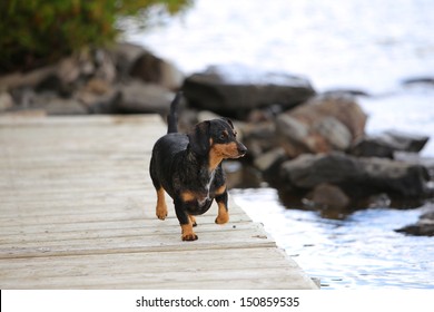 Short hair dachshund trotting along wood plank pier with lakeshore in the background