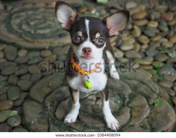 Short Hair Dog Chihuahua Puppy 3 Stock Photo Edit Now 1084408094