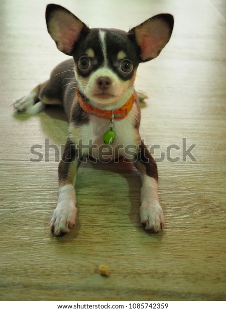 Short Hair Dog Chihuahua Puppy 3 Stock Photo Edit Now 1085742359