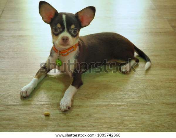 Short Hair Dog Chihuahua Puppy 3 Stock Photo Edit Now 1085742368