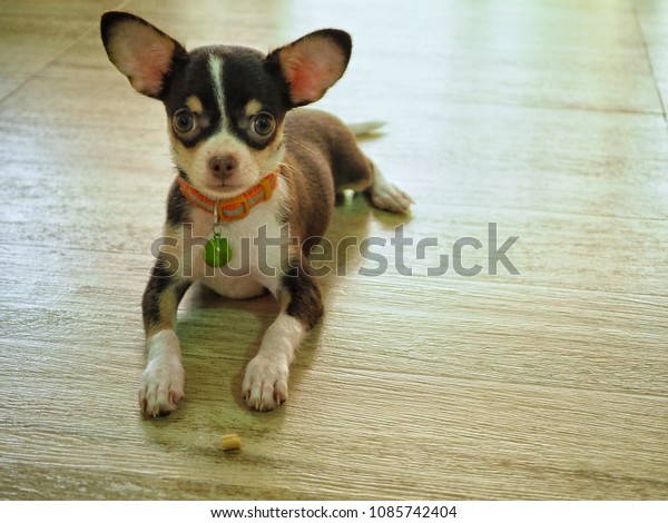 Short Hair Dog Chihuahua Puppy 3 Stock Photo Edit Now 1085742404