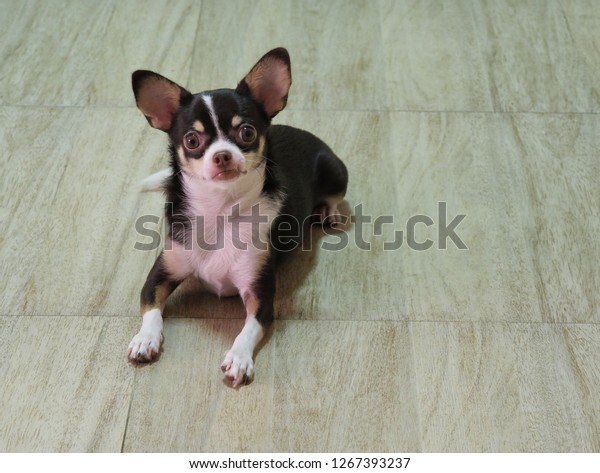 Short Hair Dog Chihuahua Puppy 9 Stock Photo Edit Now 1267393237