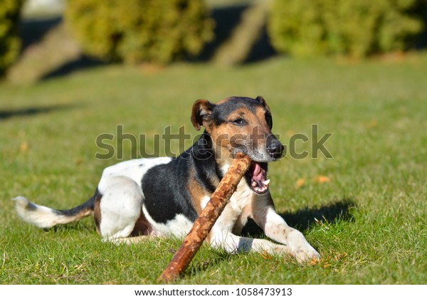 Short Hair Fox Terrier Playing On Stock Photo Edit Now 1058473913