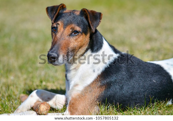 Short Hair Fox Terrier Taking Some Stock Photo Edit Now 1057805132