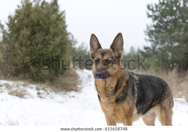 Short Hair German Shepard Stock Photo Edit Now 615658748