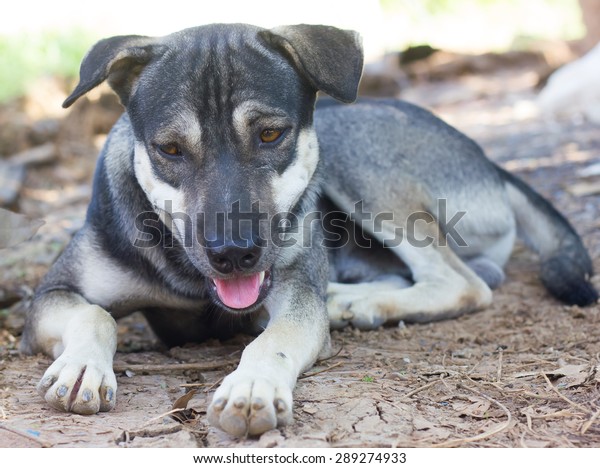 Short Hair Grey Dog Lying Position Stock Photo Edit Now