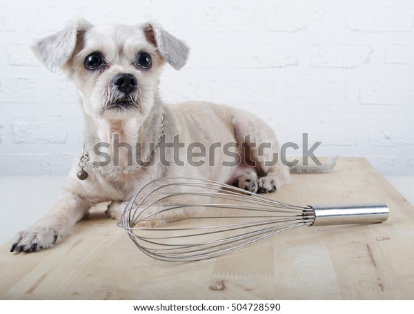 Short Hair Mixed Breed Puppy Shihtzu Stock Photo Edit Now 504728590