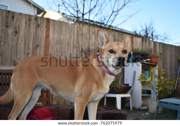 Short Hair Shiba Inu Dog Looking Stock Photo Edit Now