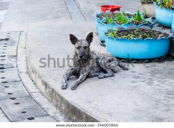 Short Hair Street Dog Thailand Stock Photo Edit Now 546005866