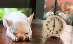 Short Hair White Chihuahua Dog Lying Down On Wooden Bench In The Garden Beside Vintage Alarm Clock Show 6 O'clock Time , She Doesn't Want To Wake Up.