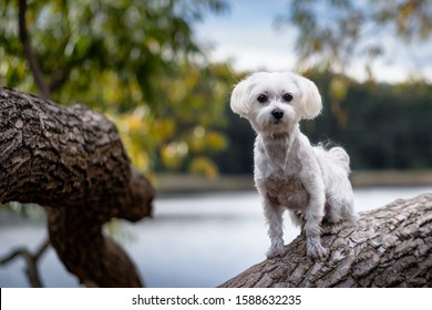 1000 Cute Maltese Stock Images Photos Vectors Shutterstock