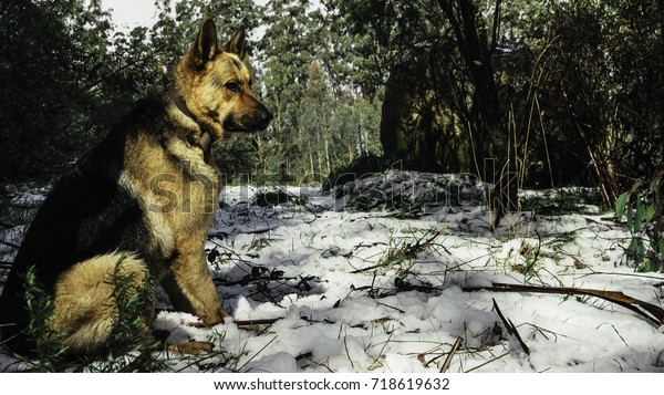 Short Haired Adult Purebred German Shepherd Stock Photo Edit Now