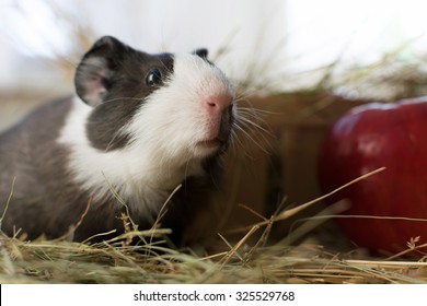 Black And White Guinea Pig Images Stock Photos Vectors