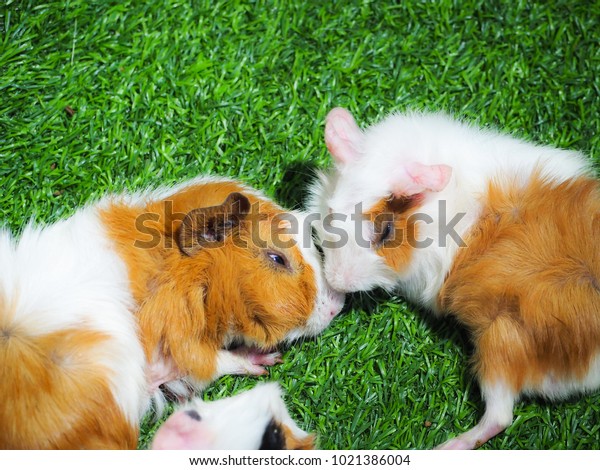 Short Haired Baby Guinea Pig Cavia Stock Photo Edit Now 1021386004