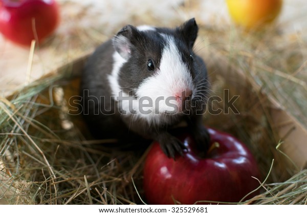 Short Haired Baby Guinea Pig Cavia Stock Photo Edit Now 325529681