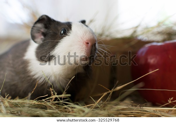 Short Haired Baby Guinea Pig Cavia Stock Photo Edit Now 325529768