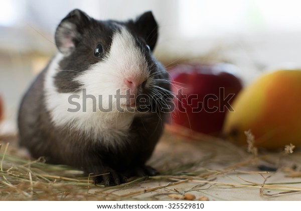 Short Haired Baby Guinea Pig Cavia Stock Photo Edit Now 325529810