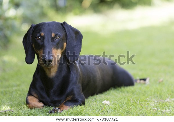 Short Haired Black Tan Dachshund Lying Stock Photo Edit Now