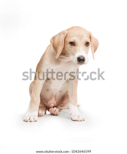 Short Haired Blonde Dog Sitting Front Royalty Free Stock Image