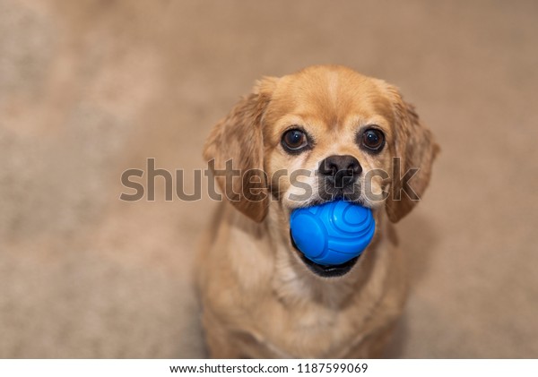 Short Haired Cocker Spaniel Pekingese Mix Stock Image Download Now