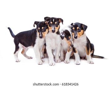 Border Collie Short Hair Images Stock Photos Vectors Shutterstock