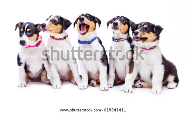 Short Haired Collie Puppies Stock Photo Edit Now 618341411