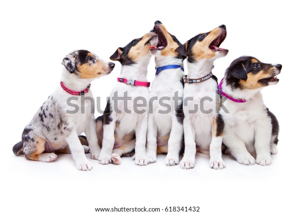 Short Haired Collie Puppies Royalty Free Stock Image