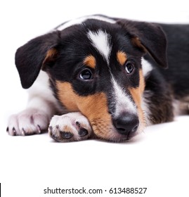 Border Collie Short Hair Images Stock Photos Vectors Shutterstock