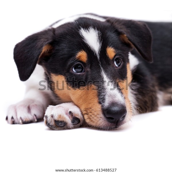 Short Haired Collie Puppy Stock Photo Edit Now 613488527