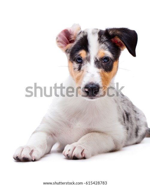 Short Haired Collie Puppy Stock Photo Edit Now 615428783