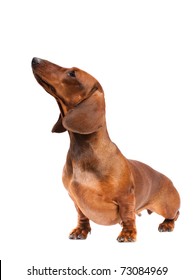 short haired Dachshund Dog isolated over white background