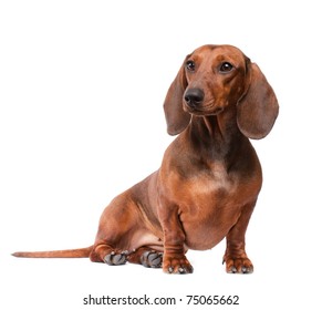 Short Hair Dachshund Images Stock Photos Vectors Shutterstock